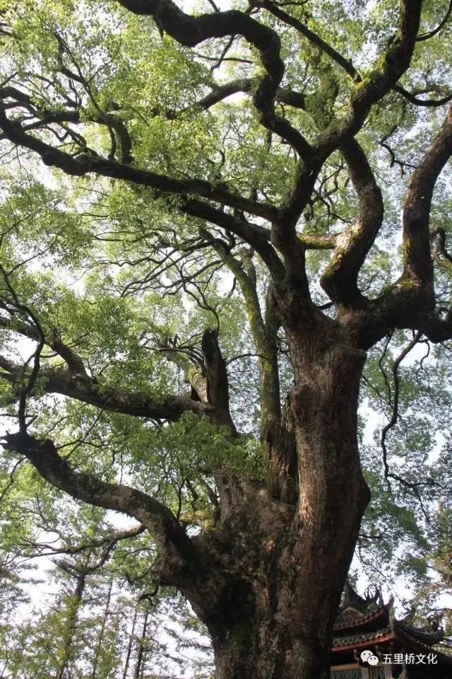 太上老君灵签1-100签文_太上老君签求签_太上老君灵签