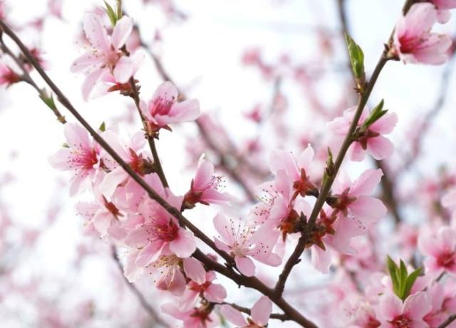 桃花运测试免费测试_免费测试桃花运_免费测桃花运势