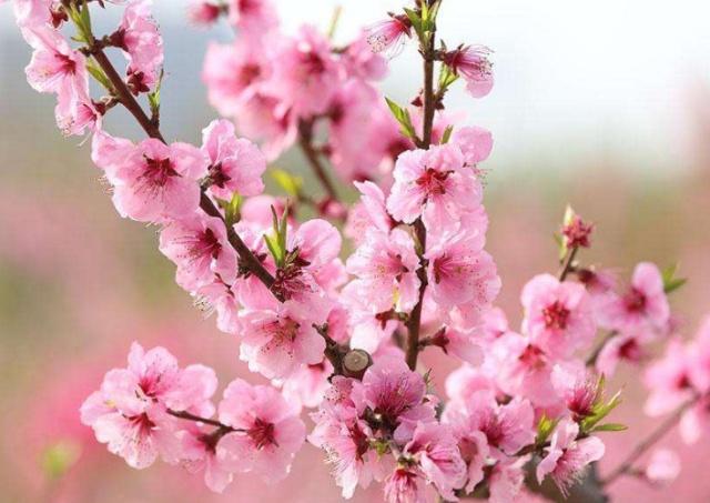 免费测试桃花运_桃花运测试免费测试_免费测桃花运势