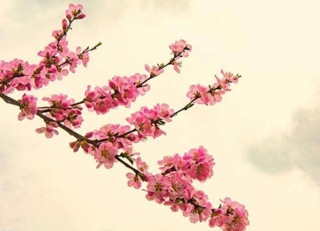 桃花运测试免费测试_免费测试桃花运_免费测桃花运势