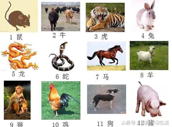 属相农历阳历_农历查询属相_属相农历