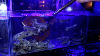 斑马贝_斑马贝_斑马贝