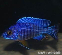 斑马贝_斑马贝_斑马贝