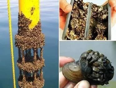 斑马贝_斑马贝_斑马贝