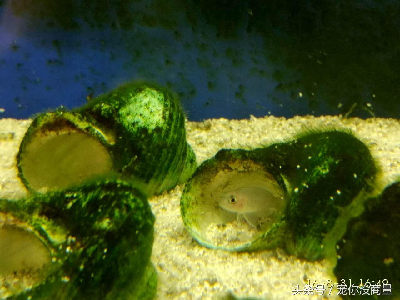 斑马贝_斑马贝_斑马贝