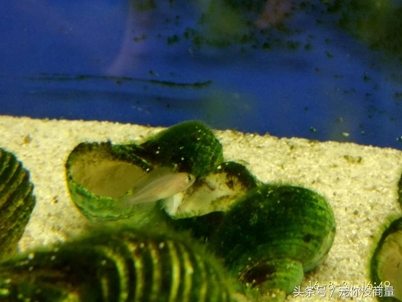 斑马贝_斑马贝_斑马贝