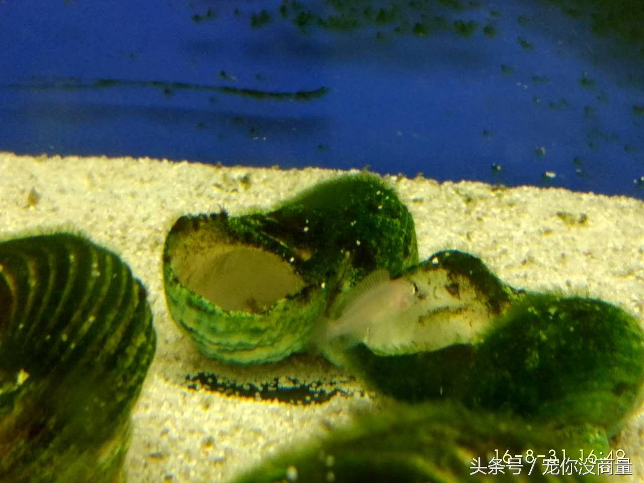 斑马贝_斑马贝_斑马贝