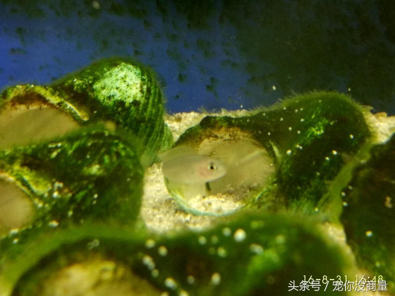 斑马贝_斑马贝_斑马贝