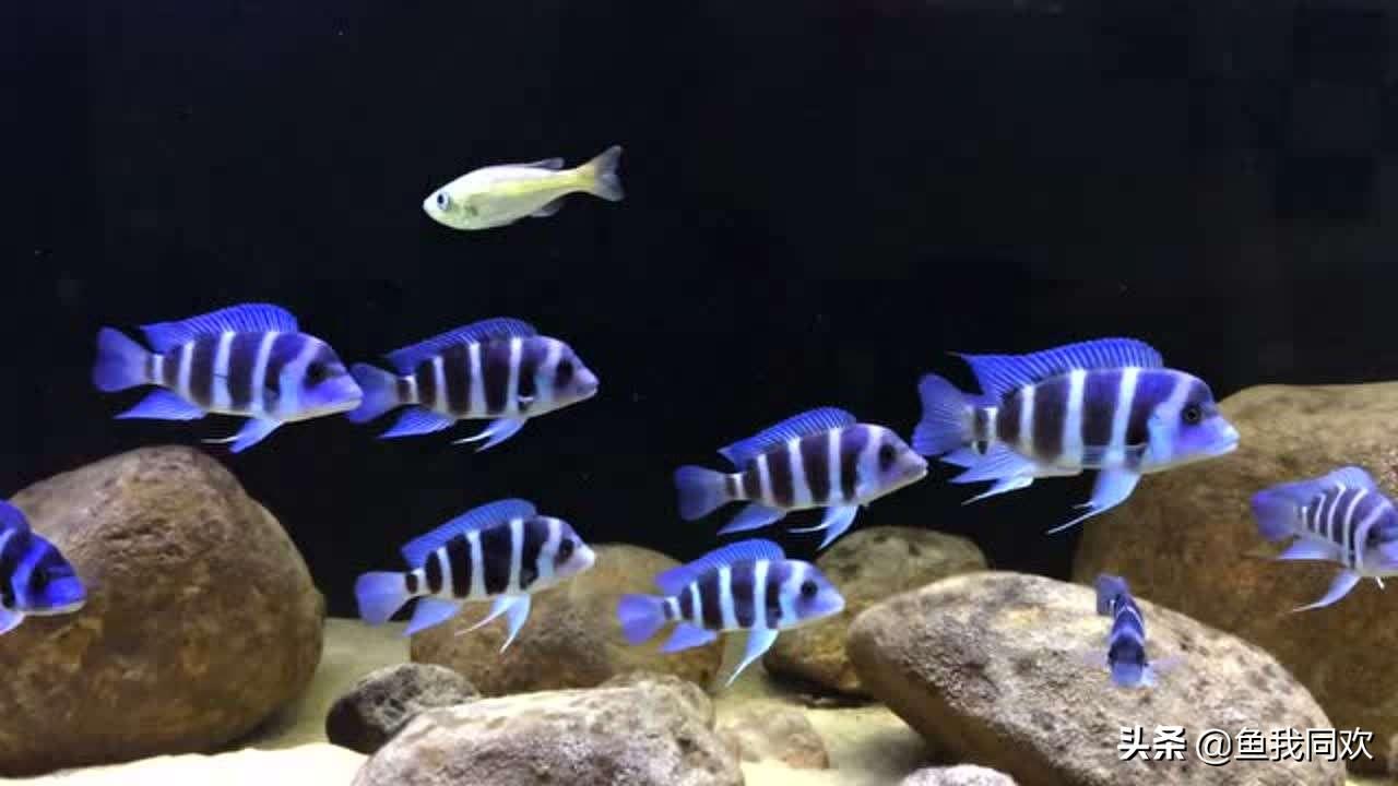 斑马贝_斑马贝_斑马贝