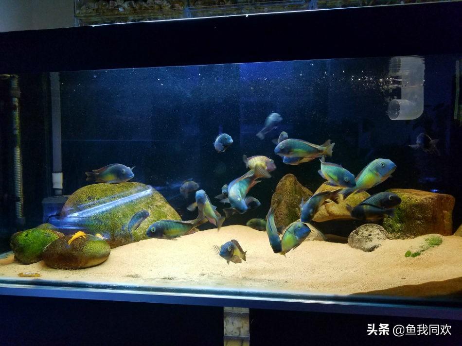 斑马贝_斑马贝_斑马贝