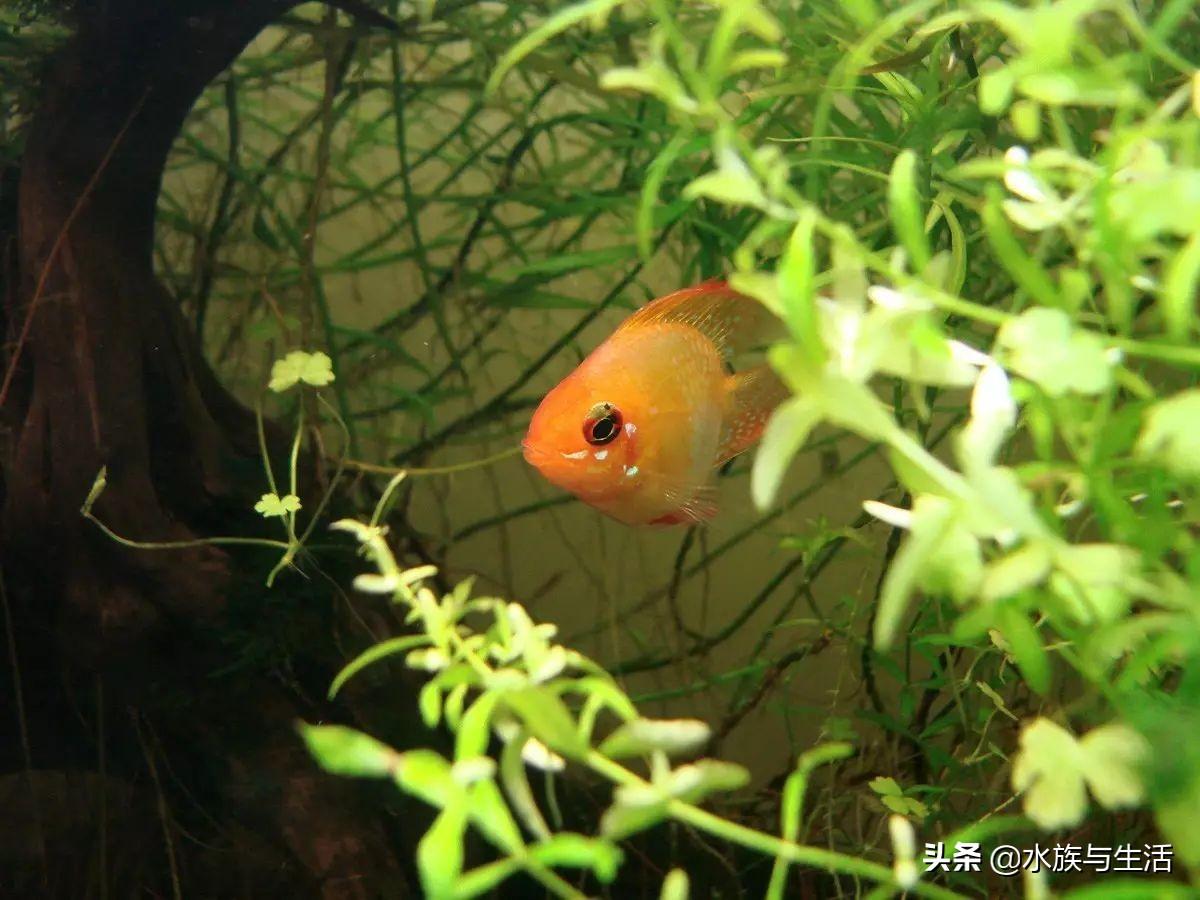 斑马贝_斑马贝_斑马贝