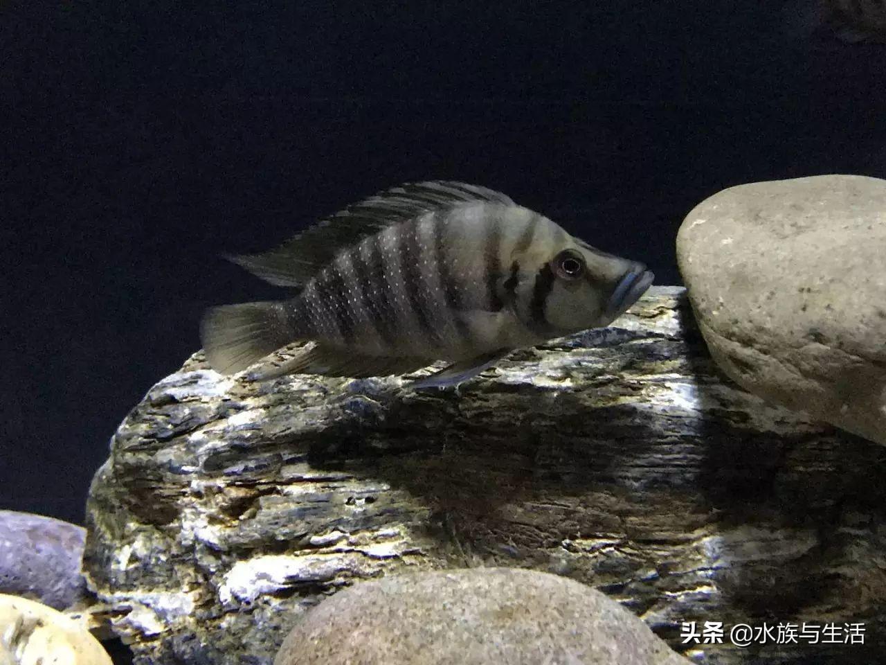 斑马贝_斑马贝_斑马贝