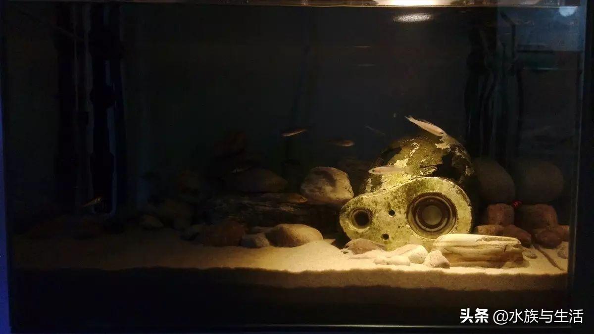 斑马贝_斑马贝_斑马贝