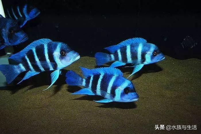 斑马贝_斑马贝_斑马贝