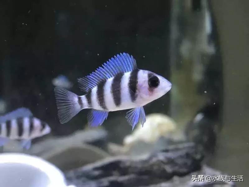 斑马贝_斑马贝_斑马贝