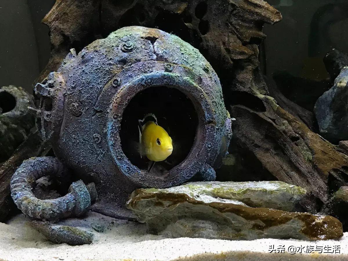 斑马贝_斑马贝_斑马贝
