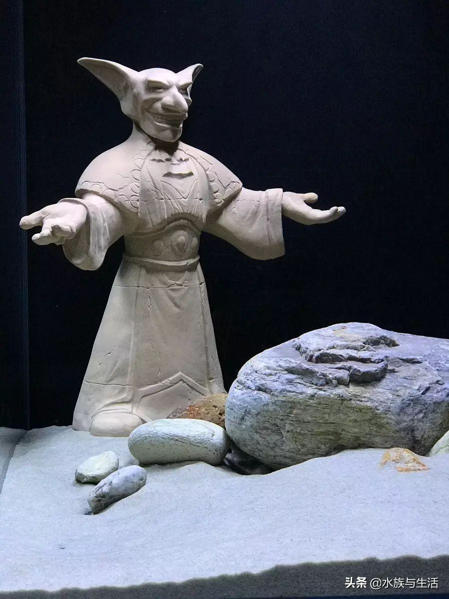 斑马贝_斑马贝_斑马贝