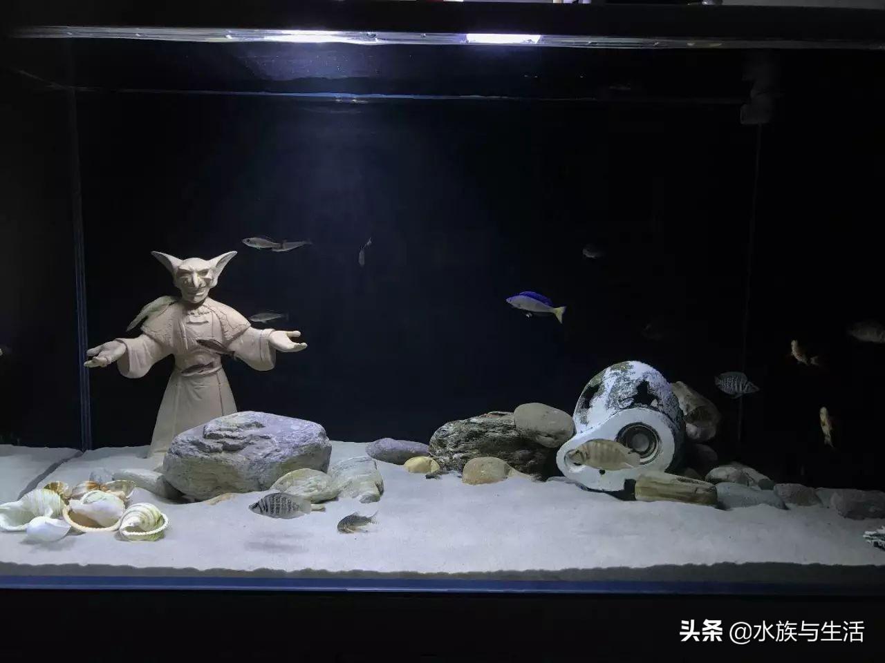 斑马贝_斑马贝_斑马贝