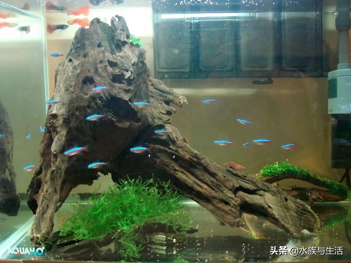 斑马贝_斑马贝_斑马贝