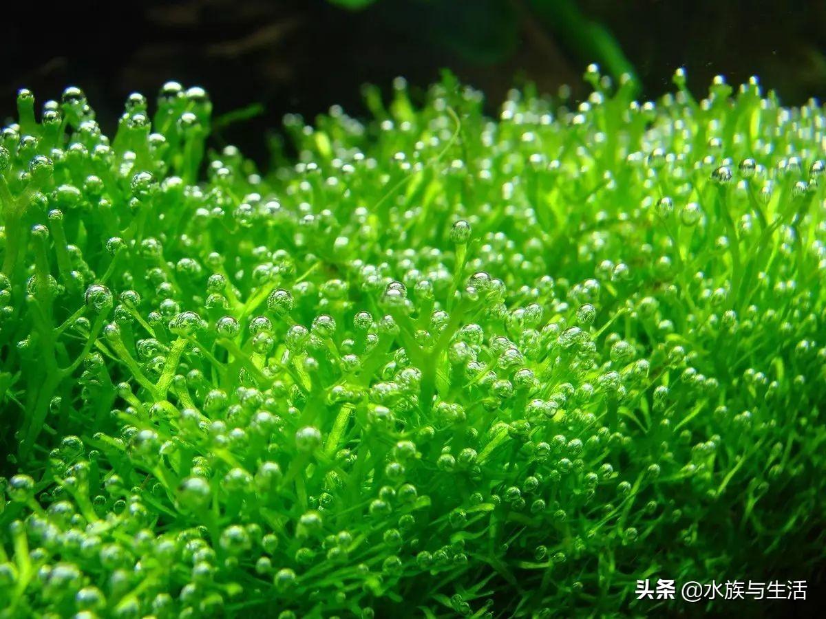 斑马贝_斑马贝_斑马贝