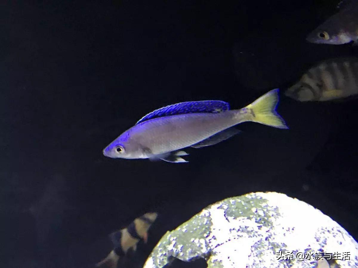 斑马贝_斑马贝_斑马贝