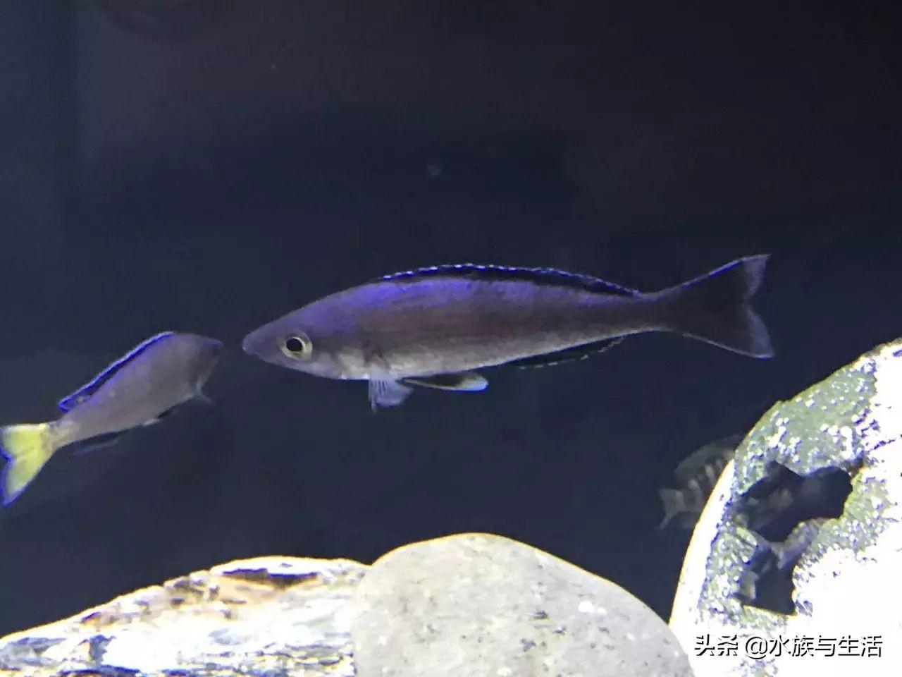 斑马贝_斑马贝_斑马贝