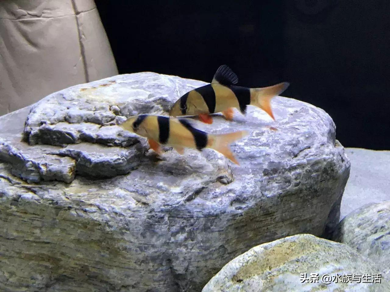 斑马贝_斑马贝_斑马贝