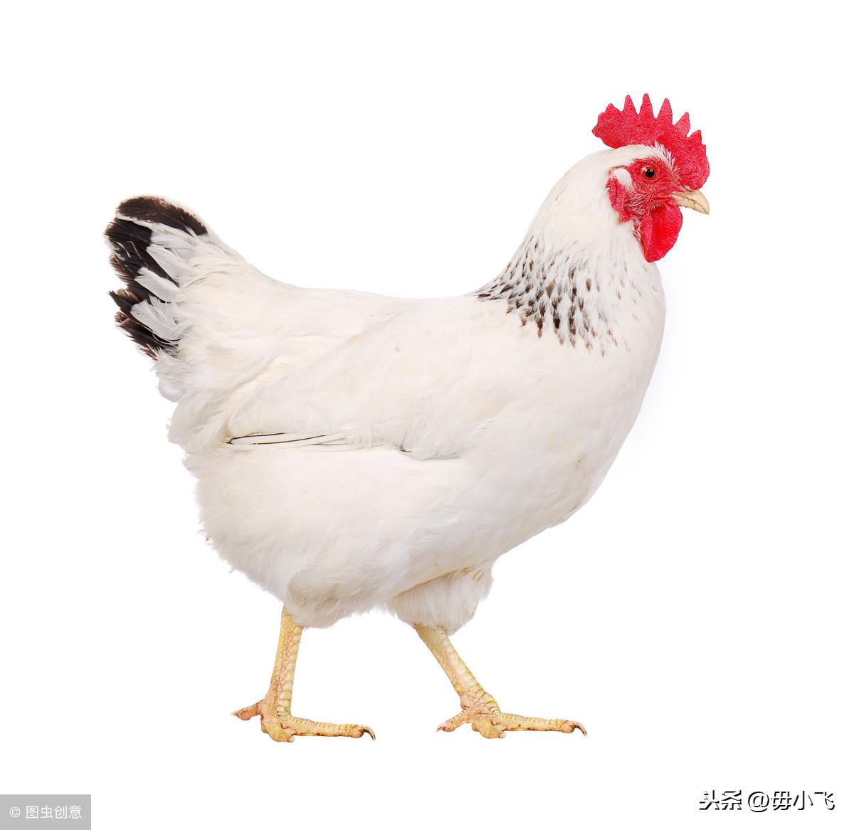 生肖亡羊补牢是什么动物_亡羊补牢会出特的生肖_亡羊补牢是什么生肖