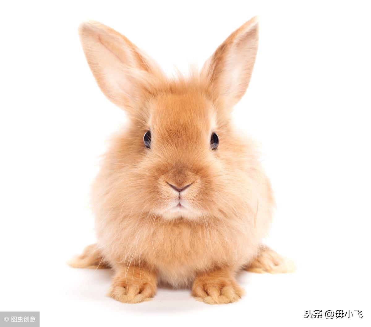 亡羊补牢会出特的生肖_亡羊补牢是什么生肖_生肖亡羊补牢是什么动物