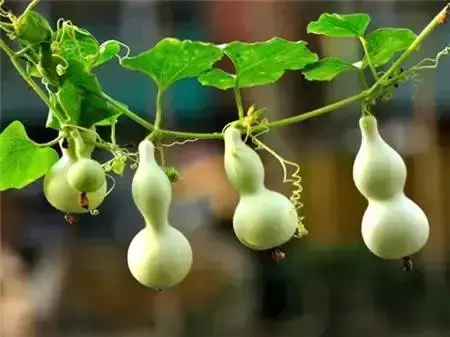 金属葫芦风水_风水葫芦_葫芦风水摆放与禁忌