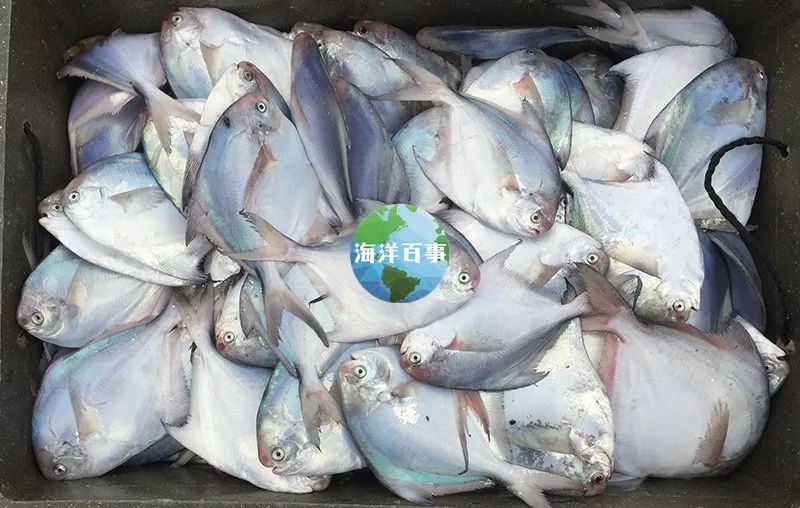 狮鼻_狮鼻的男人面相图片_狮鼻鳄