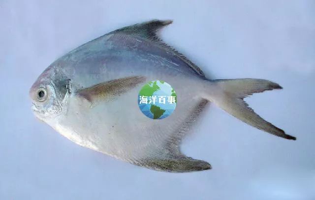 狮鼻的男人面相图片_狮鼻_狮鼻鳄