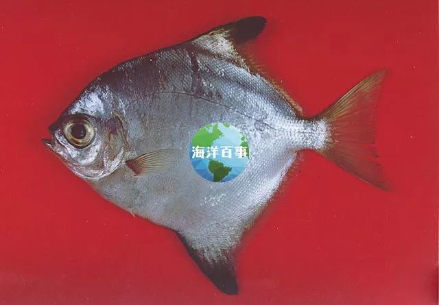 狮鼻的男人面相图片_狮鼻鳄_狮鼻