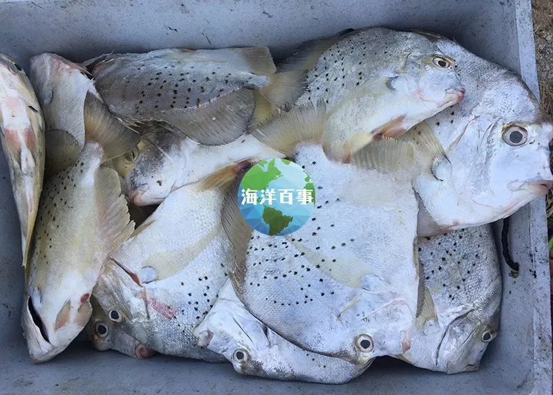 狮鼻_狮鼻鳄_狮鼻的男人面相图片
