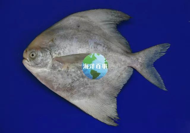 狮鼻鳄_狮鼻_狮鼻的男人面相图片