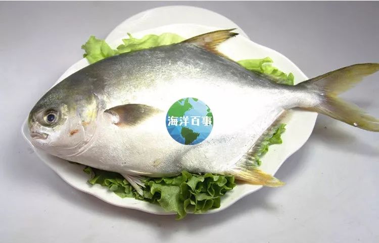 狮鼻的男人面相图片_狮鼻鳄_狮鼻
