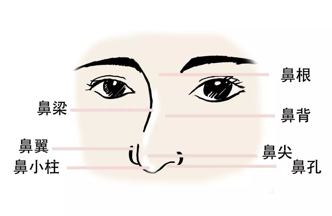 狮鼻面相女_狮鼻_狮鼻男人命运