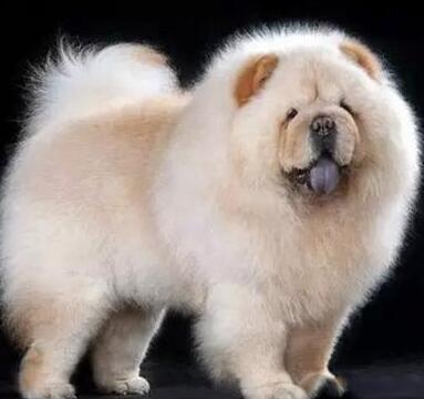 狮鼻标准照片_狮鼻_狮鼻面相