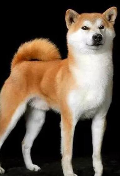 狮鼻标准照片_狮鼻面相_狮鼻