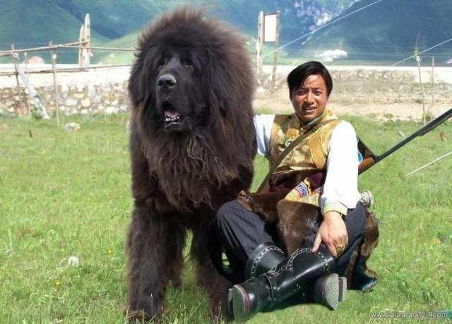狗和羊锁一起了_锁狗是什么_狗有锁羊有火