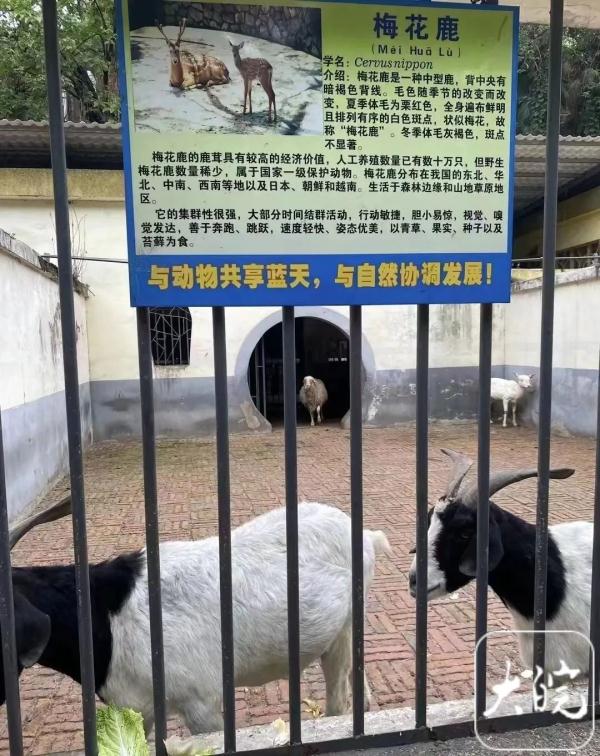 狗和羊锁一起了_狗锁住羊的视频_狗带锁羊带火