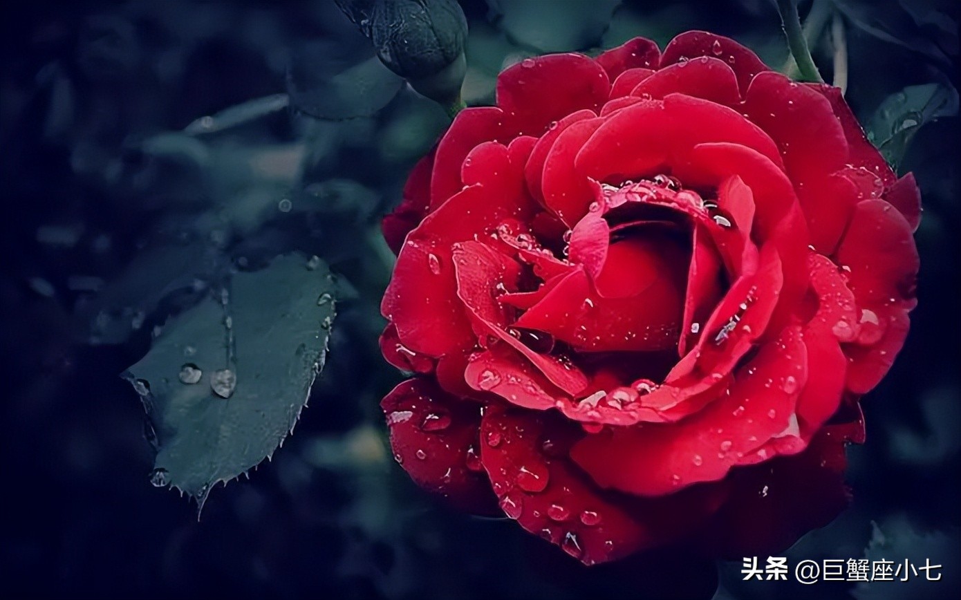 巨蟹双子座是几月几号_巨蟹双子座_双子和巨蟹