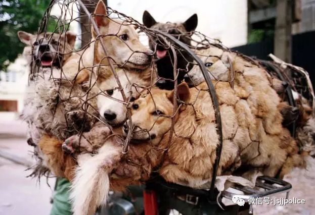 狗带锁羊带火_锁狗咬羊是什么意思_狗和羊锁一起了