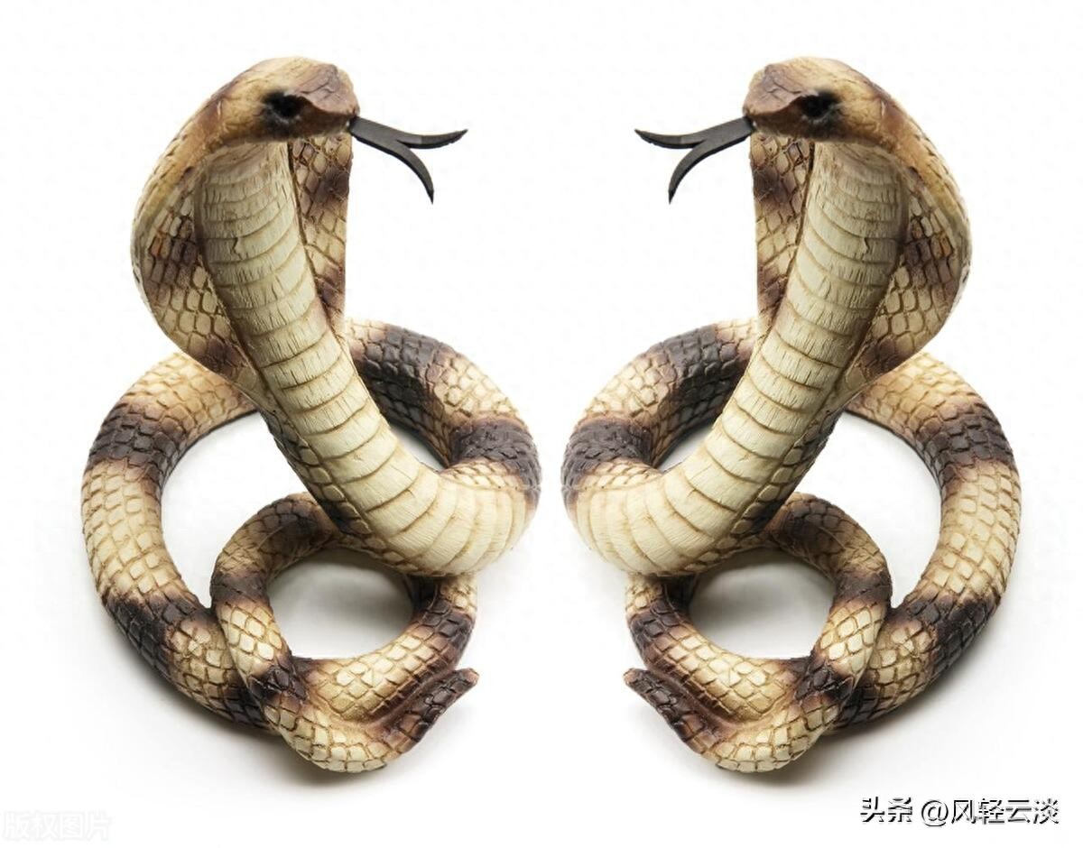 蛇死梦子_梦见死蛇_梦里蛇死了