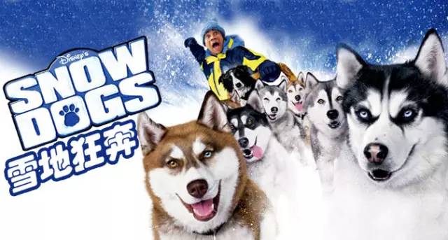 梦见已死的宠物_梦见宠物去世_梦到已死的宠物