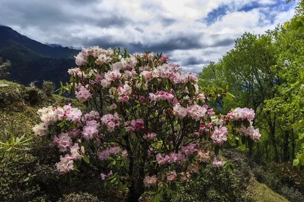 四姑娘山海拔多少米_四川四姑娘山景区海拔多少米_姑娘山海拔多少米