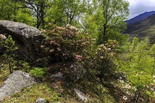四川四姑娘山景区海拔多少米_姑娘山海拔多少米_四姑娘山海拔多少米
