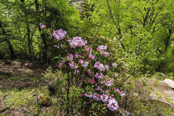 姑娘山海拔多少米_四川四姑娘山景区海拔多少米_四姑娘山海拔多少米