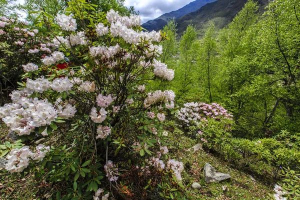 姑娘山海拔多少米_四川四姑娘山景区海拔多少米_四姑娘山海拔多少米