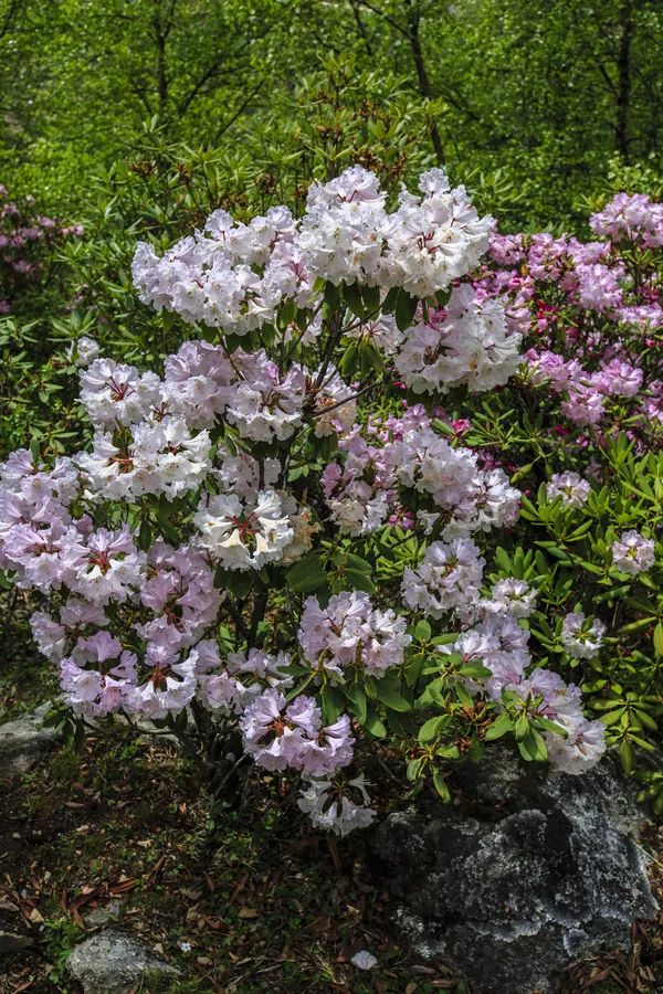 四川四姑娘山景区海拔多少米_姑娘山海拔多少米_四姑娘山海拔多少米